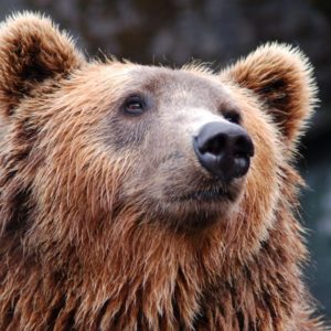 Newsflash: Republicans seek Amendment to Endangered Species Act